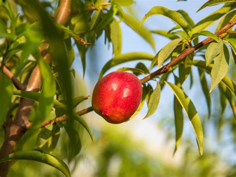 The Fascinating Significance Behind the Enigmatic Dreams of a Nectarine Tree