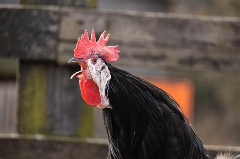 The Fascinating Significance of Roosters in Symbolism