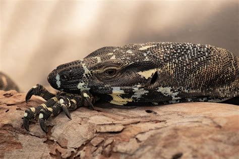 The Fascinating Significance of a Tiny Emerald Reptile in Dreamland