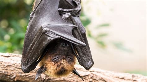 The Fascinating Sleep Patterns of Bats