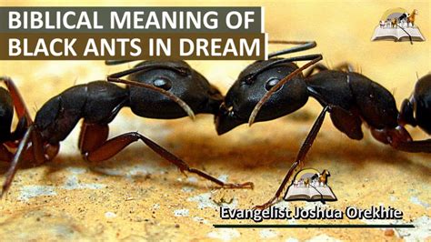 The Fascinating Spiritual Significance of Black Ants in Dreams