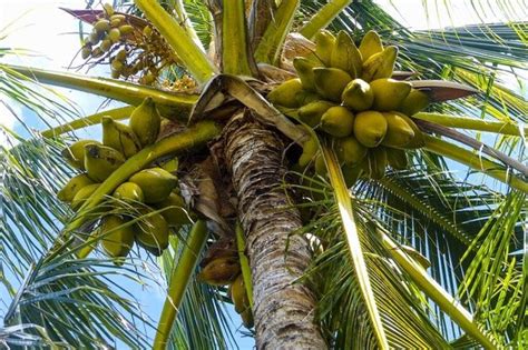 The Fascinating Symbolism Behind a Juvenile Palm Fruit