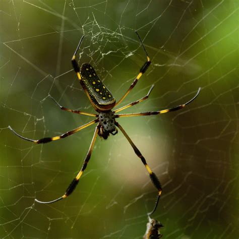 The Fascinating Symbolism of Dreams: Spiders Increasing in Magnitude