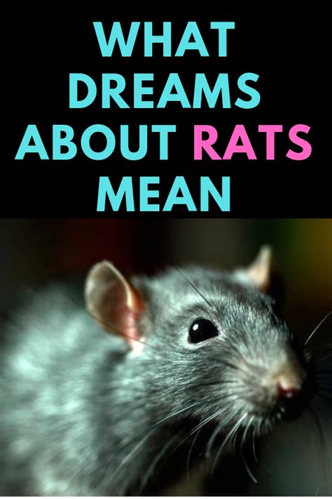 The Fascinating Symbolism of Rats in Dreams