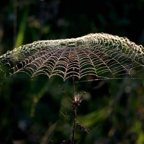 The Fascinating Symbolism of Spider Webs