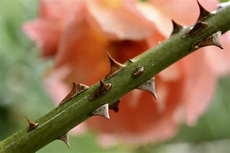 The Fascinating Symbolism of Thorns in Dreams