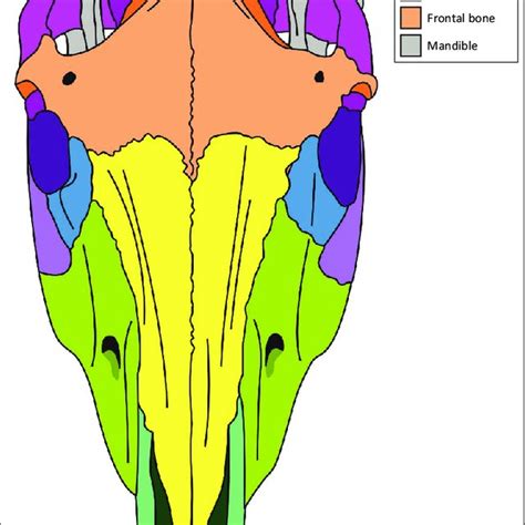 The Fascinating Symbolism of a Disjointed Equine Cranium 