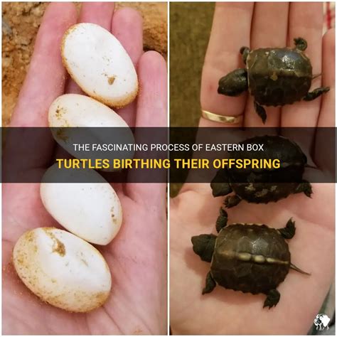 The Fascinating Symbolism of the Birth Process in Turtles