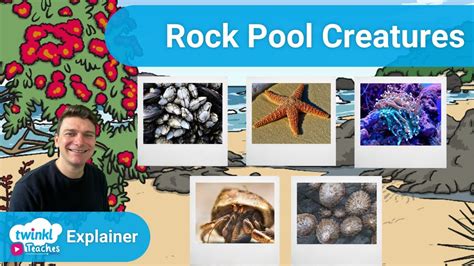 The Fascinating Tales of Rock Pool Creatures