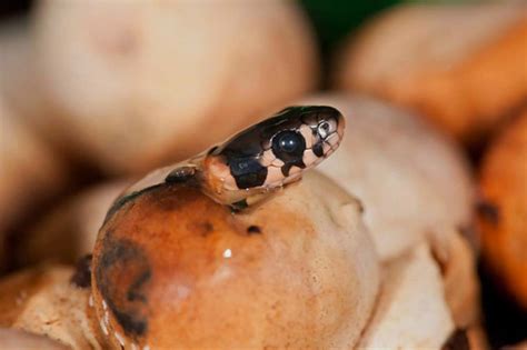 The Fascinating Universe of Snake Eggs in the Analysis of Dreams