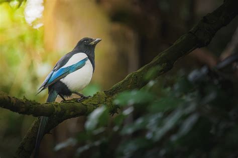 The Fascinating Vision of Multiple Magpies: Exploring its Significance and Symbolism