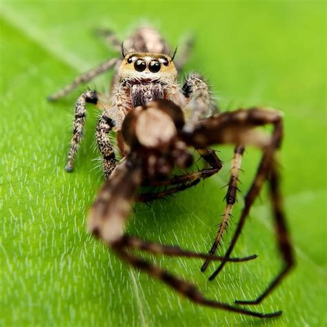 The Fascinating World of Arachnids