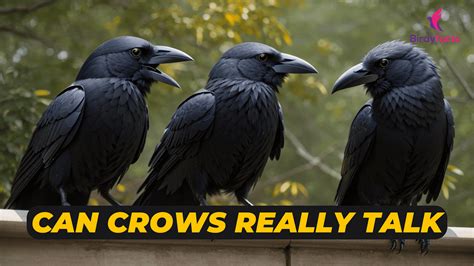 The Fascinating World of Crows