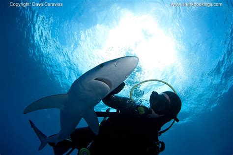 The Fascinating World of Dreaming Sharks