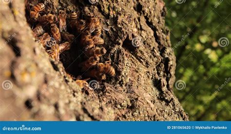 The Fascinating World of Hollow Tree Dreams