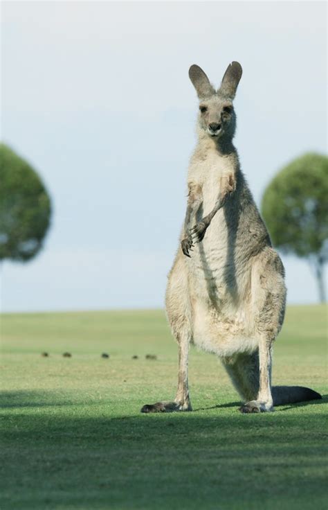 The Fascinating World of Kangaroos