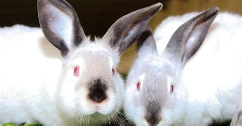 The Fascinating World of Rabbit Reveries