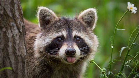 The Fascinating World of Raccoons: Curious and Adorable Creatures