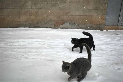 The Fascinating World of Snowy Felines