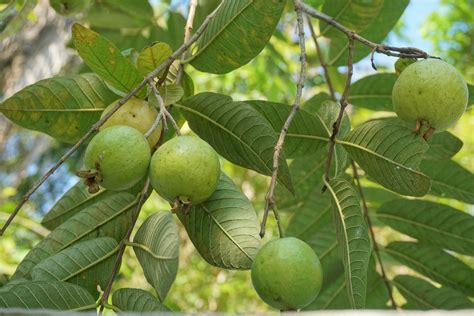 The Fascinating World of Tropical Guavas