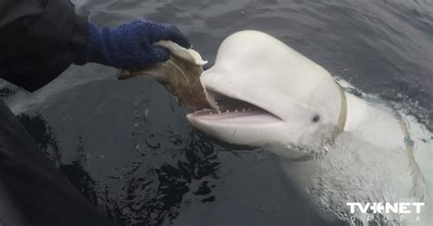 The Fascination of Acquiring a Beluga Companion: Exploring the Unconventional