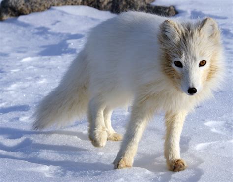 The Fascination of Arctic Wildlife