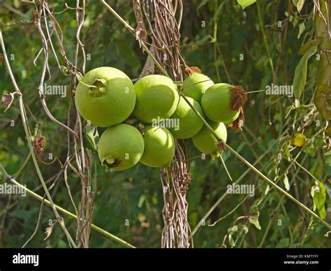 The Fascination of Citrus arborea in Our Imagination