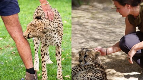 The Fascination of Having a Domesticated Cheetah: A Deeper Examination of the Legal and Ethical Aspects