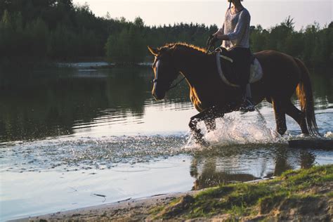 The Fascination of Nature: Exploring Outdoor Equestrianism with Petite Equines