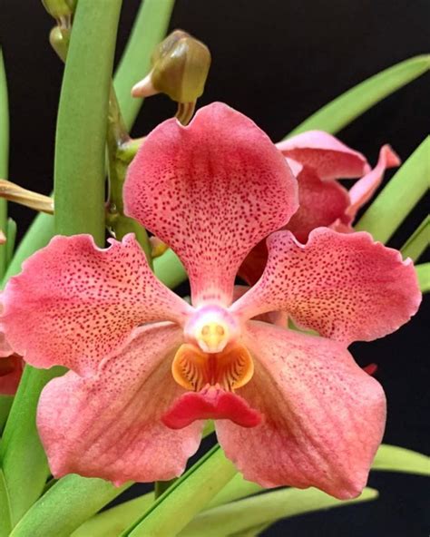 The Fascination of Orchids: Nature's Masterpiece