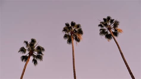 The Fascination of Palm Trees: Unraveling the Enchantment