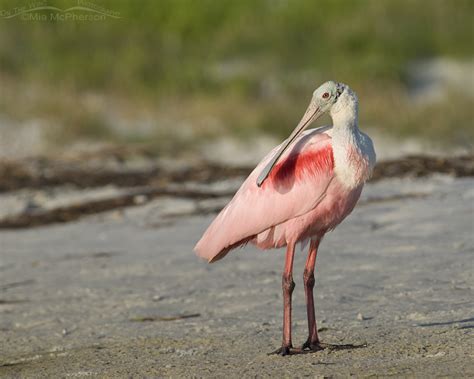 The Fascination of Roseate Shorelines