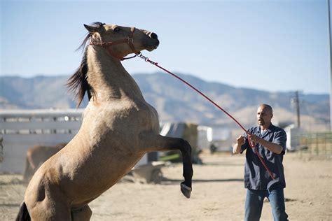 The Fascination of Taming an Untamed Equine Spirit