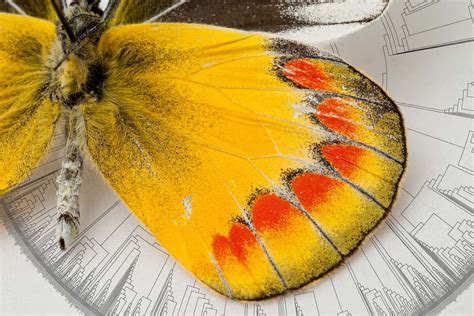 The Fascination of the Enigmatic Orange Butterfly