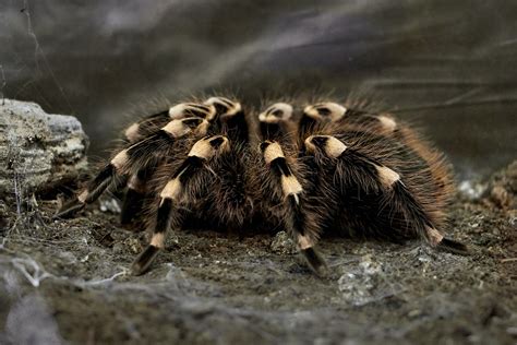 The Fear Factor: Exploring the Significance of Anxiety in Tarantula Dreams