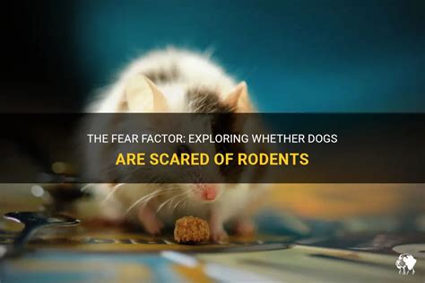 The Fear Factor: Why Are the Rodents in Pursuit?