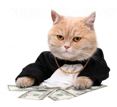 The Feline's Wealth: Revealing Kitty Kat's Financial Success