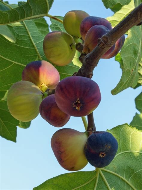 The Fig Tree: A Representation of Positivity and Good Fortune