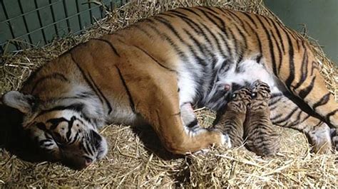 The Figurative Significance of Dreams Involving a Tigress Giving Birth