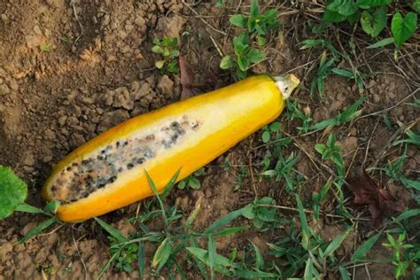 The Fleeting Beauty of a Rotting Squash