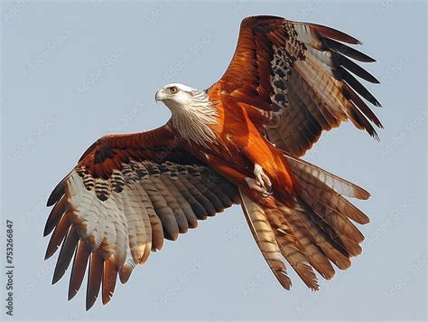 The Flight Patterns and Hunting Techniques of the Majestic Red Kite