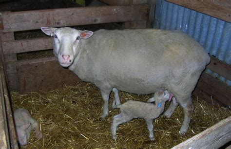 The Fragile Grace of Newborn Lambs