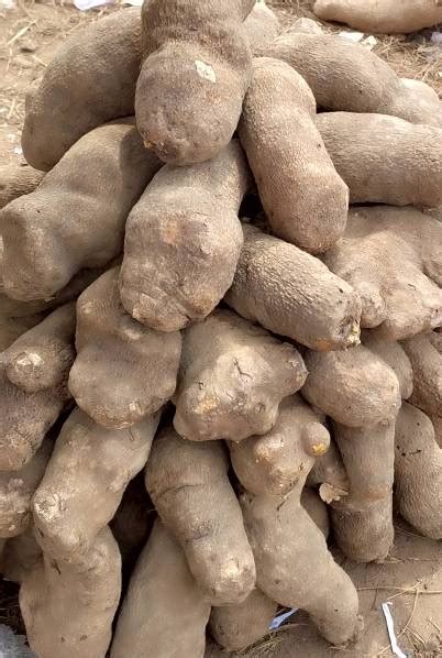 The Fundamentals of Cultivating Delectable Yam-like Tubers