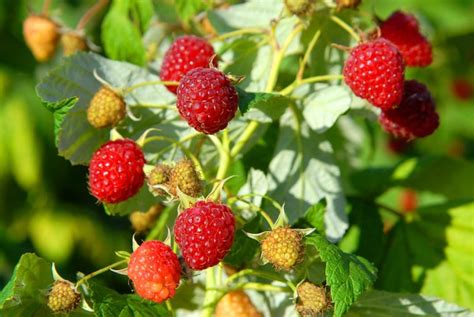 The Fundamentals of Cultivating Raspberries