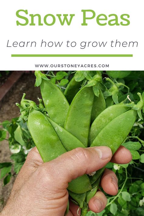 The Fundamentals of Cultivating Snow Peas in Your Own Backyard