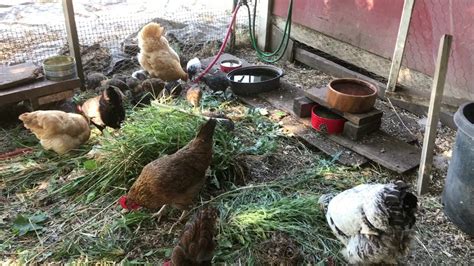 The Fundamentals of Raising Poultry: Getting Started