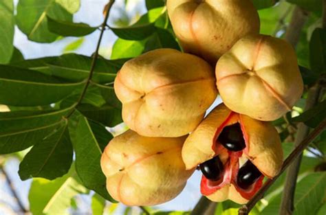 The Future of Ackee: Sustainable Farming and Preservation Efforts