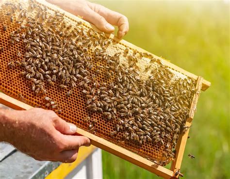 The Future of Apiculture and Honeybee Preservation