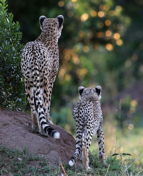 The Future of Arachnid Felines: What Awaits these Peculiar Creatures?