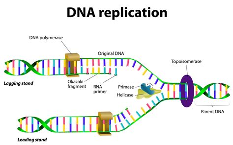 The Future of Copying: The Dawn of Replication Era